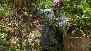 Ethiopian coffee exports earn more than $500 million in just two months